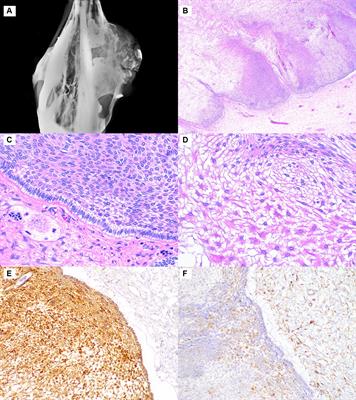 Maxillary neoplasms in four dromedary camels